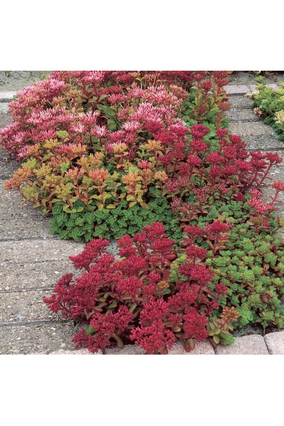 Sedum Dragons Blood - ґрунтопокривна рослина з бордовим і зеленим листям
